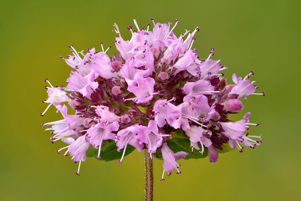 Green Turkish Oregano