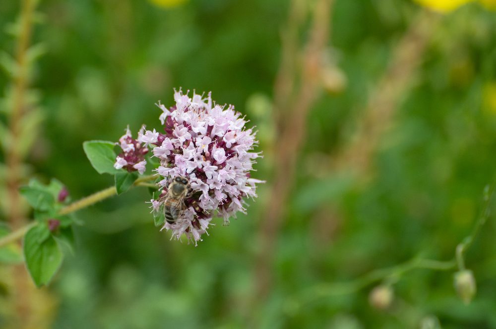 Common Turkish Oregano