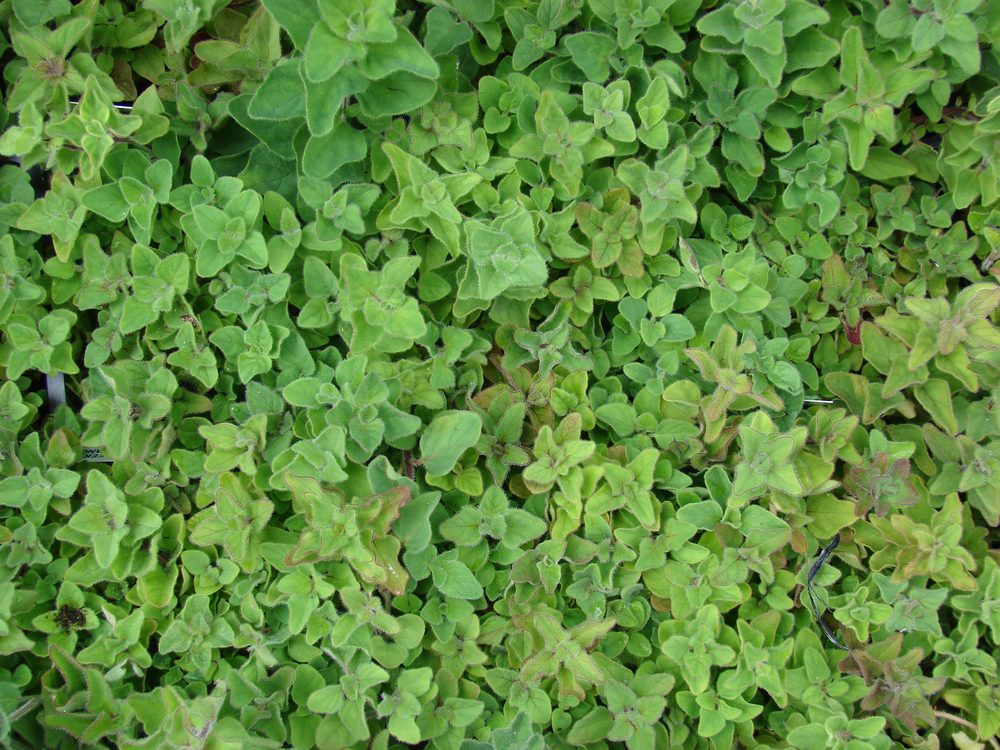 Greek Oregano