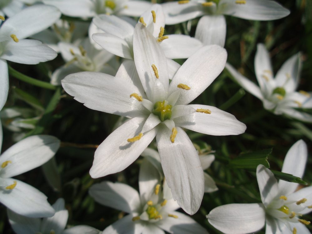 Star Of Bethlehem