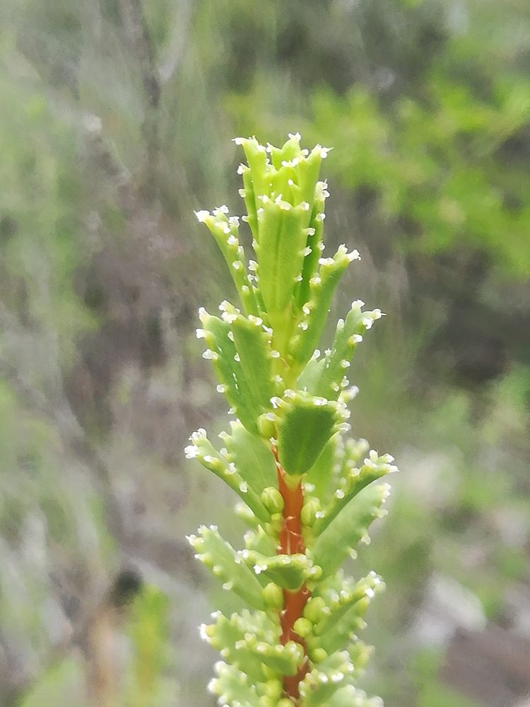 Orthosphenia mexicana