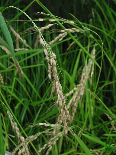 Rice