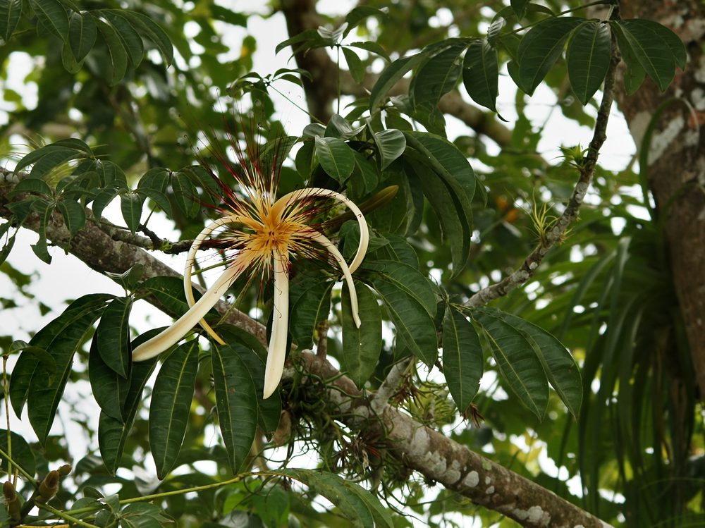 Large-Fruited Provision Tree