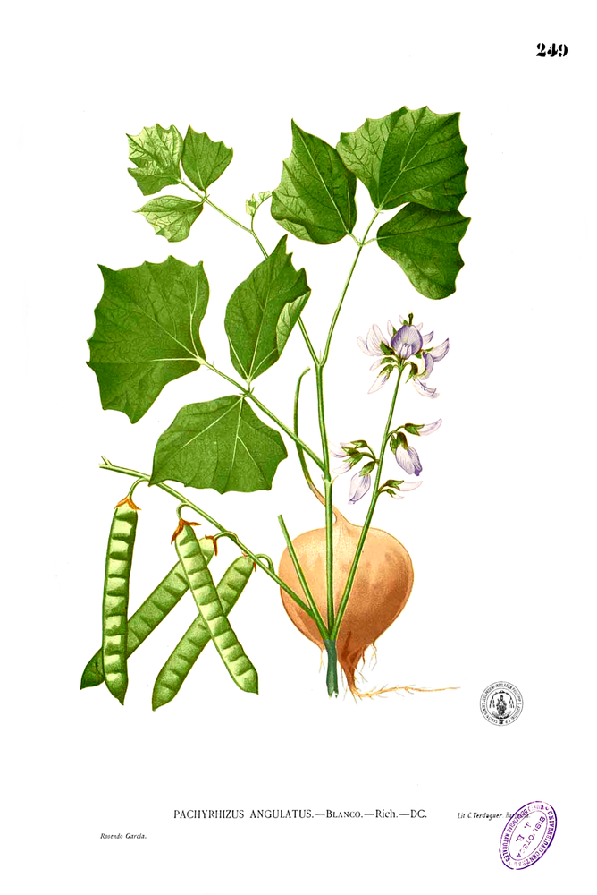 Yambean