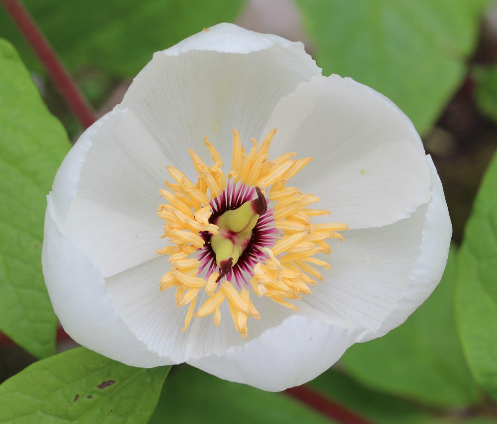 Paeonia japonica
