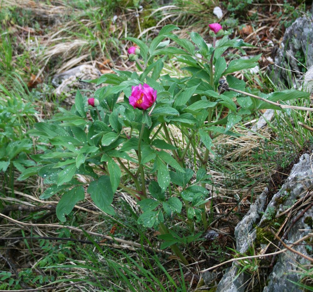 Double Peony