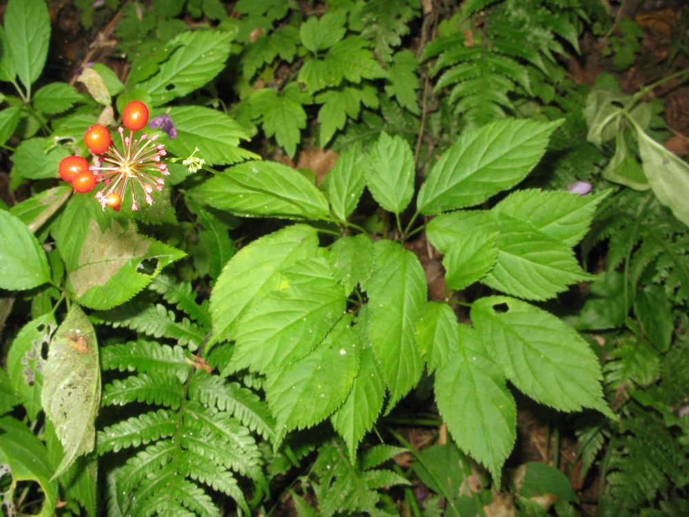 Japanese Ginseng