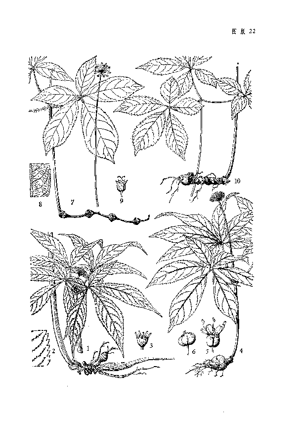 Sanchi Ginseng