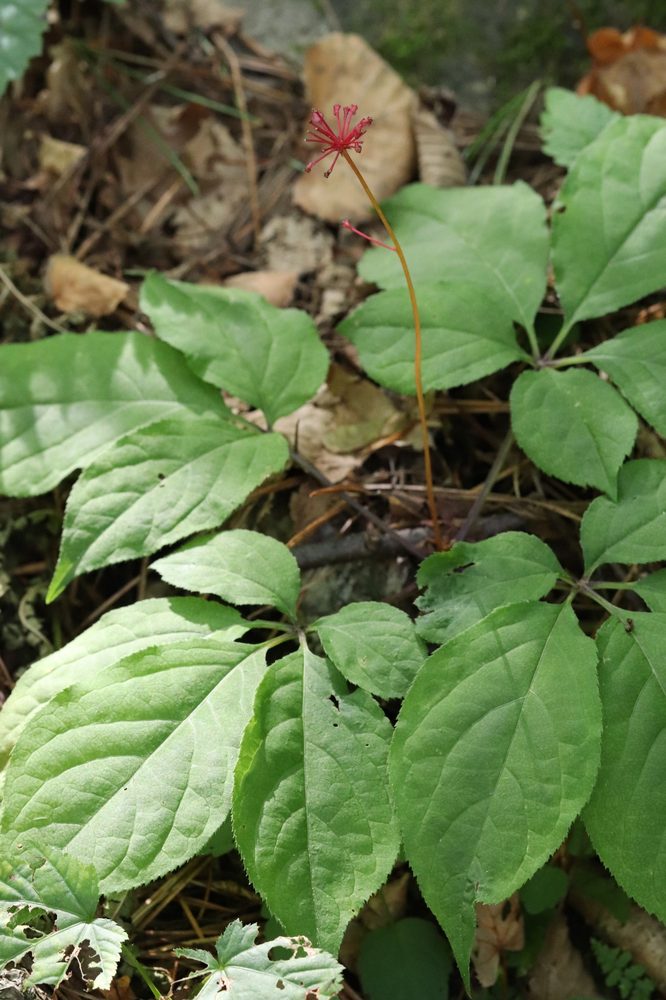 Panax pseudoginseng