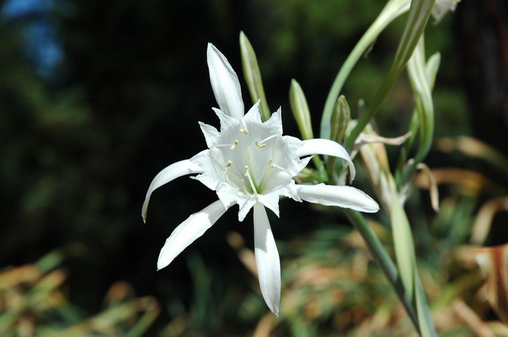 Sea Daffodil