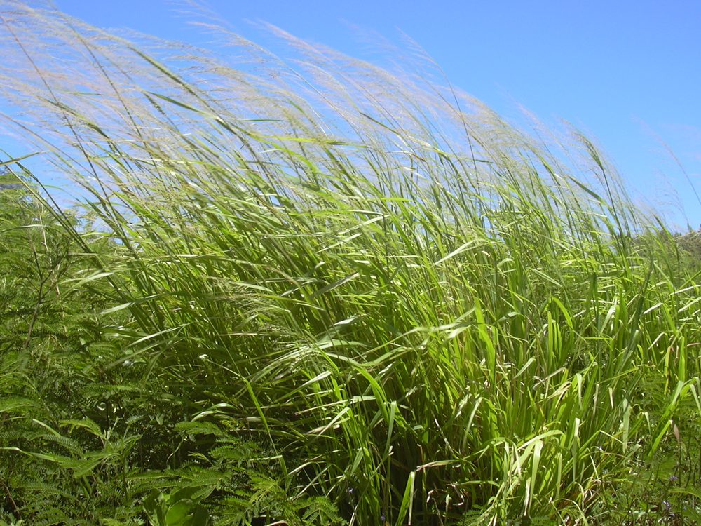 Guinea grass