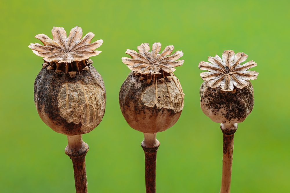 Opium Poppy