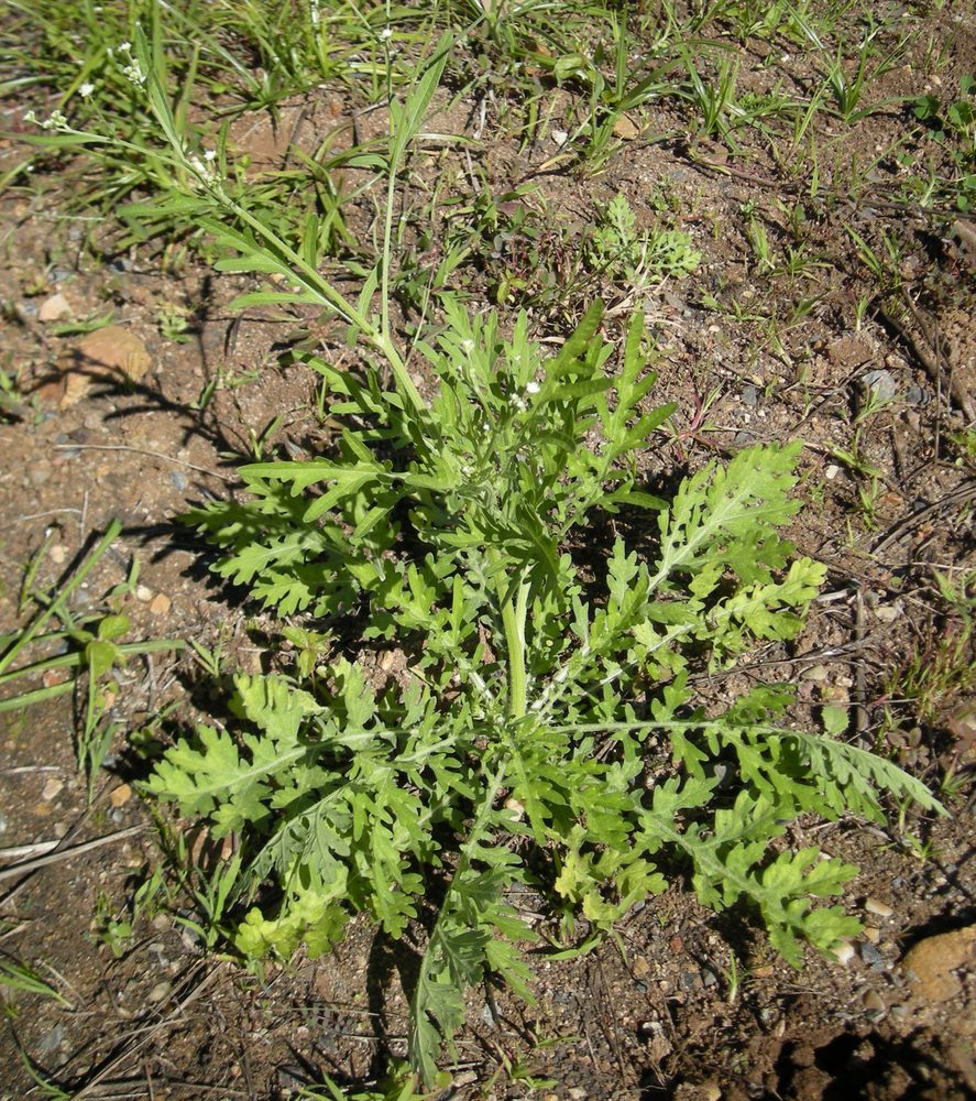 Congress grass