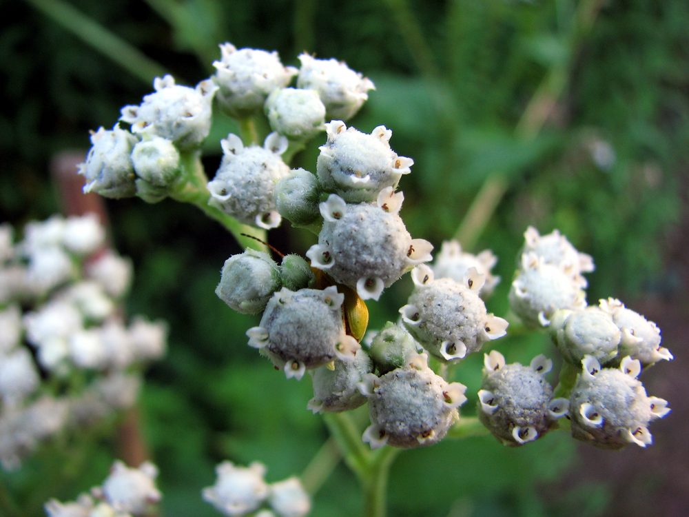 Feverfew