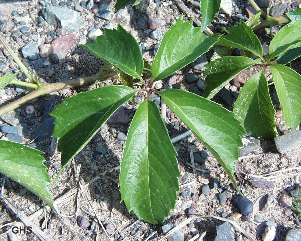 American-ivy