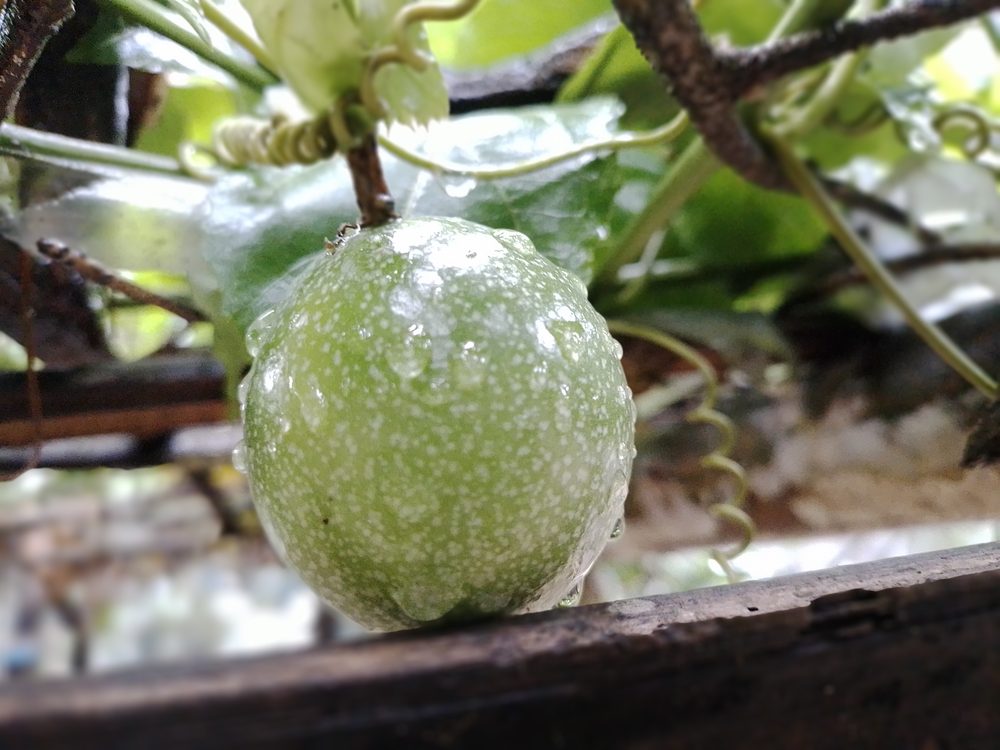 Maracuya