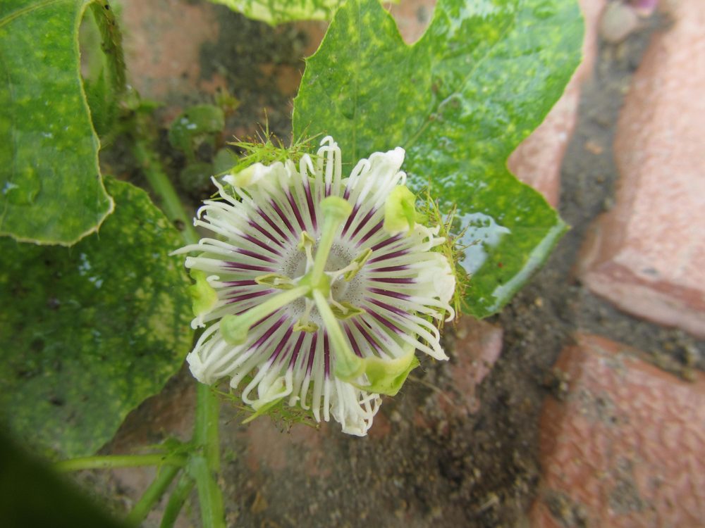 Granadilla Cimarrona
