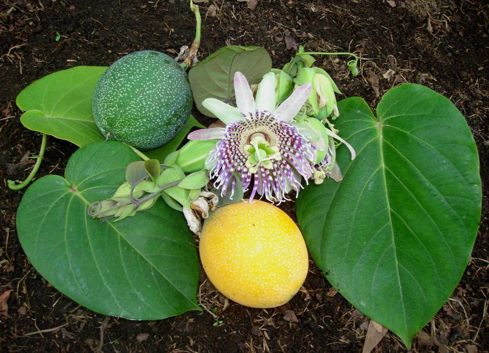 Granadilla