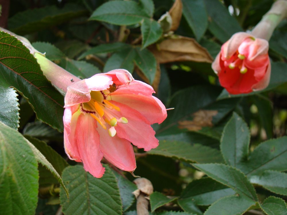 Banana Passionfruit