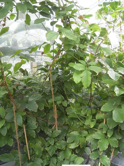 Guarana
