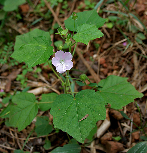 Hina plant