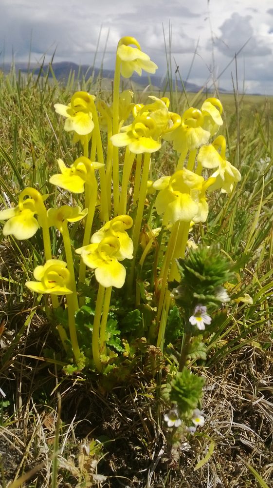 Pedicularis longiflora