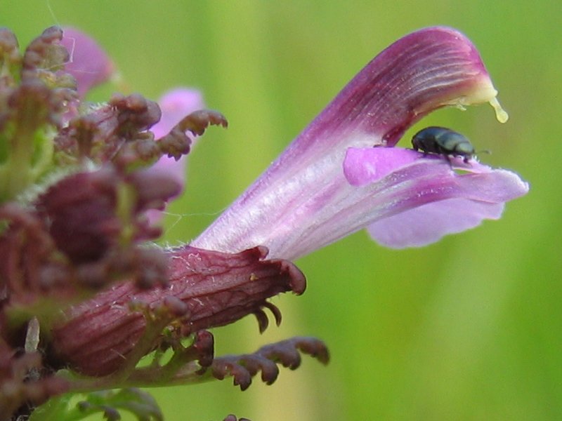 Pedicularis palustris