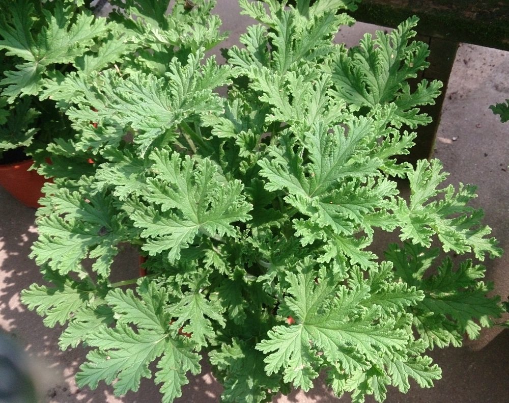 Citrosa