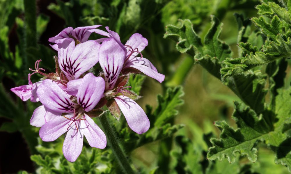 Rose Geranium