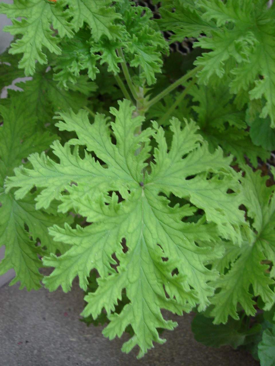 Scented Geranium