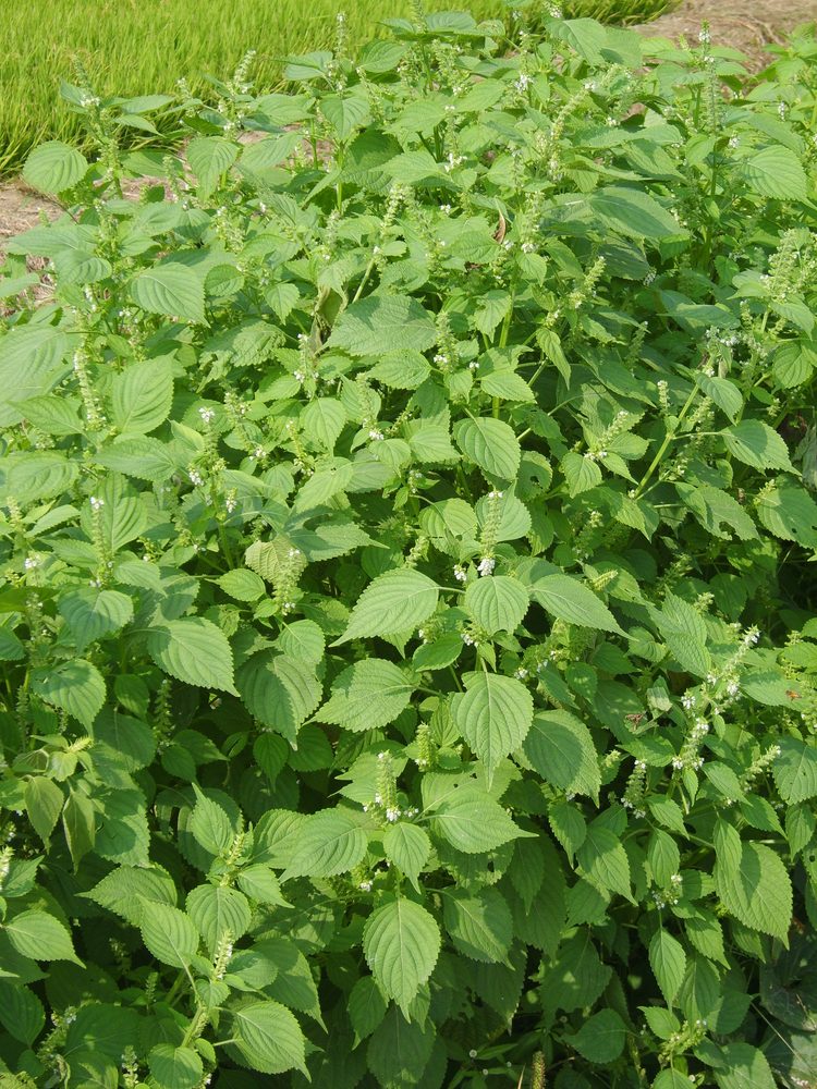 Perilla