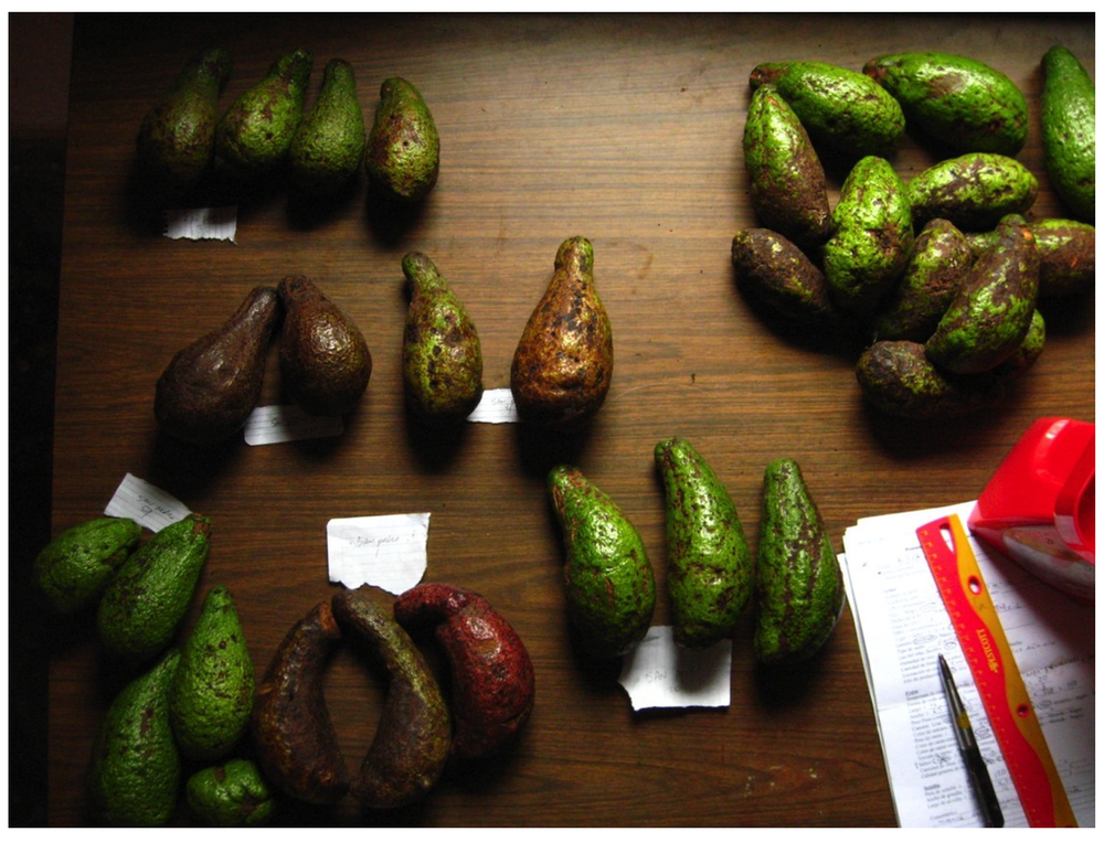 Palta De Monte