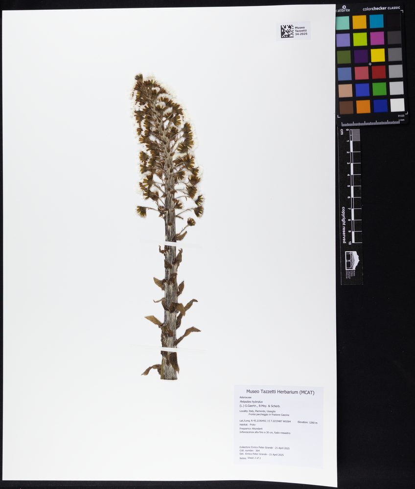 European Butterbur