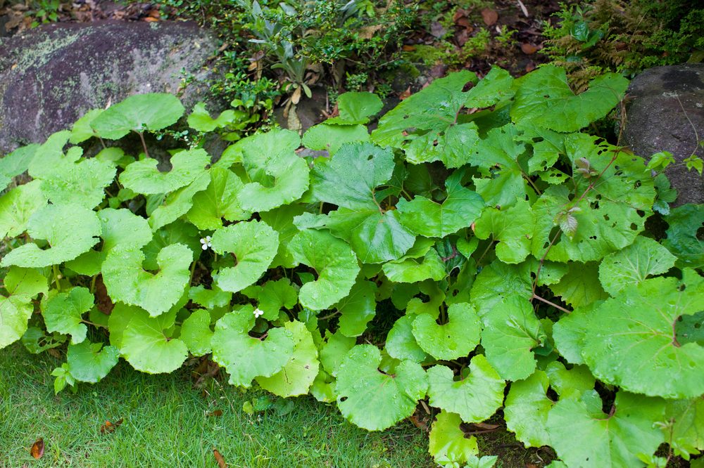 Butterbur