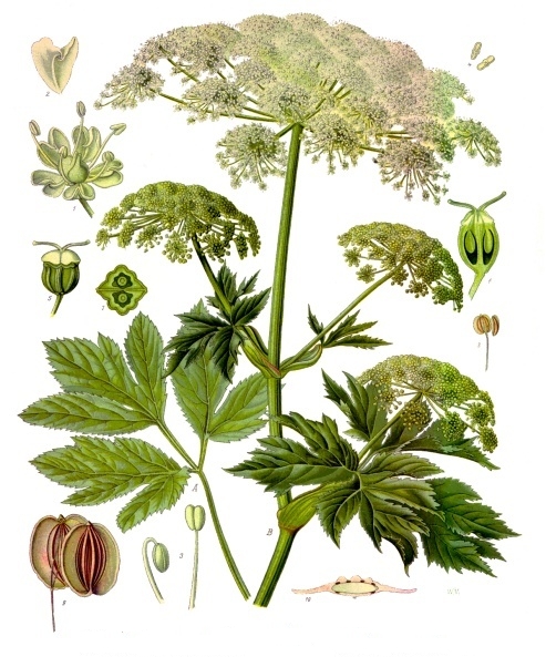Masterwort