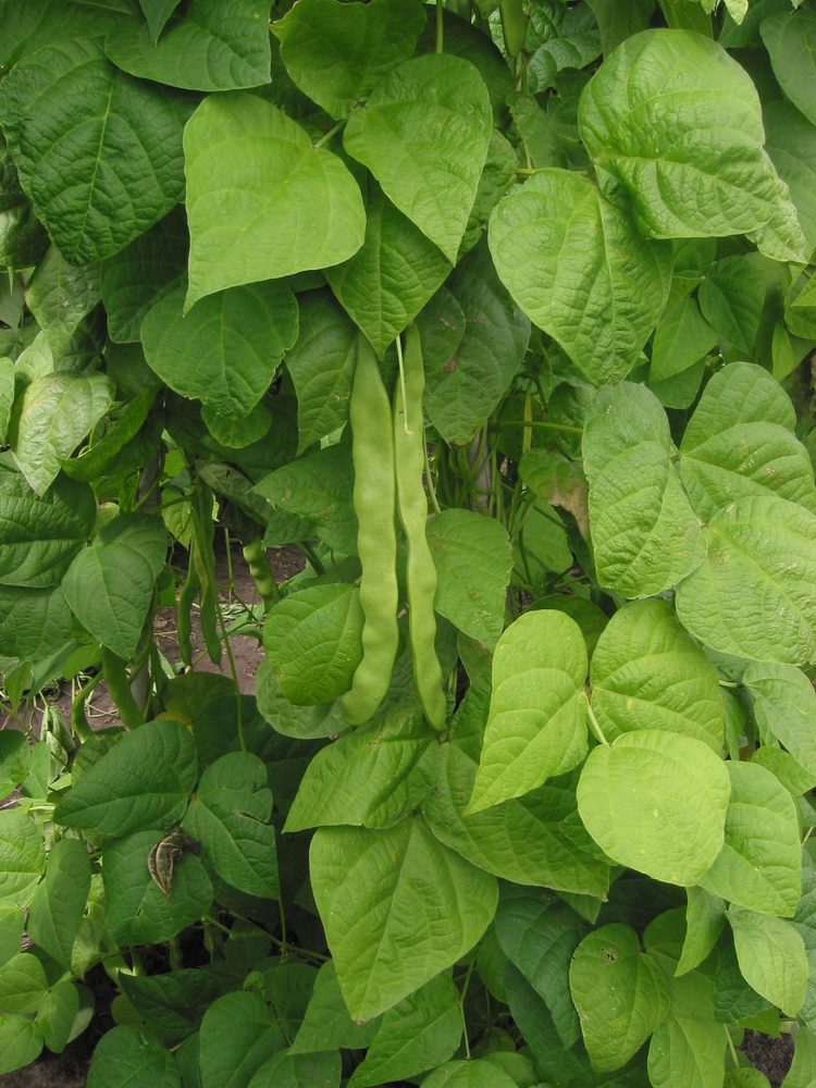 Phaseolus aborigineus