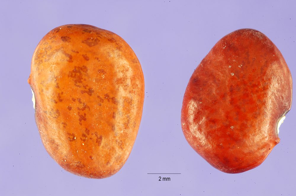 Tepary Bean