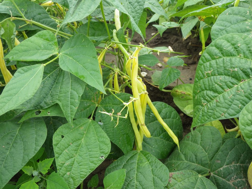 Black Bean
