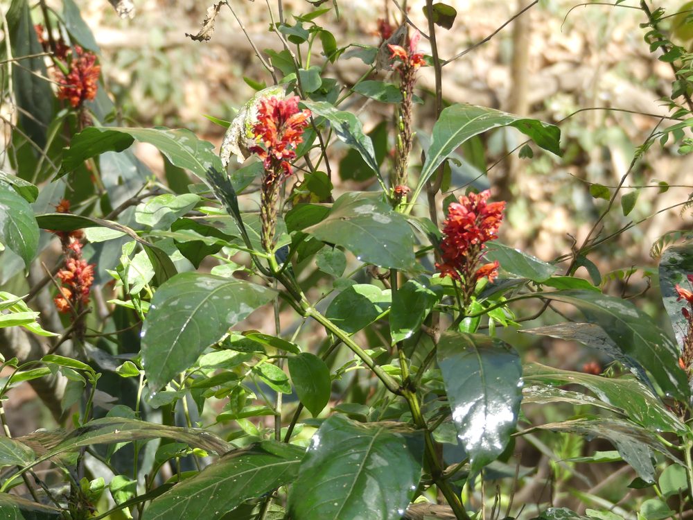 Phlogacanthus thyrsiflorus
