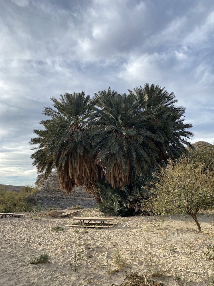 Date Palm