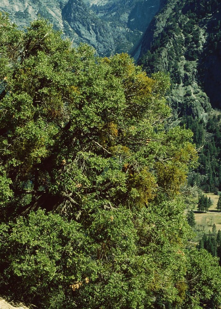 Eastern Mistletoe