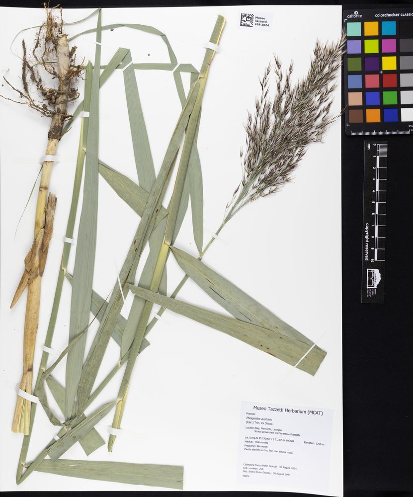 Common Reed