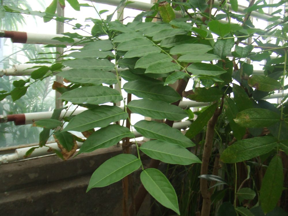 Indian Gooseberry