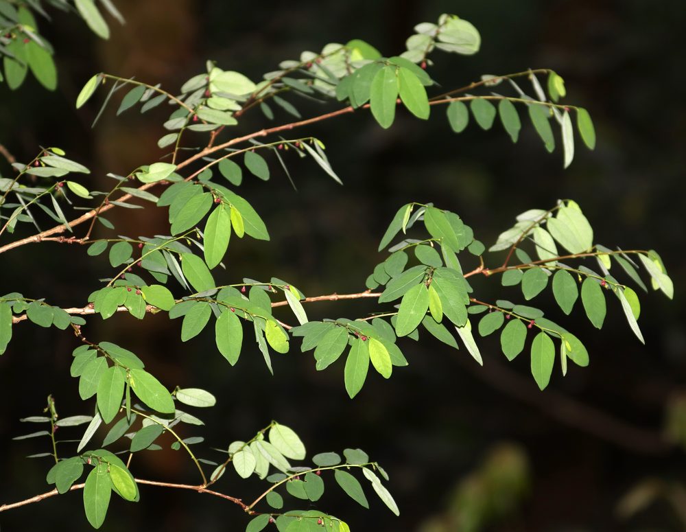 Phyllanthus flexuosus