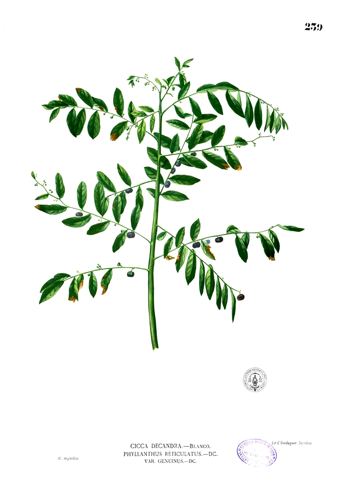 Phyllanthus reticulatus
