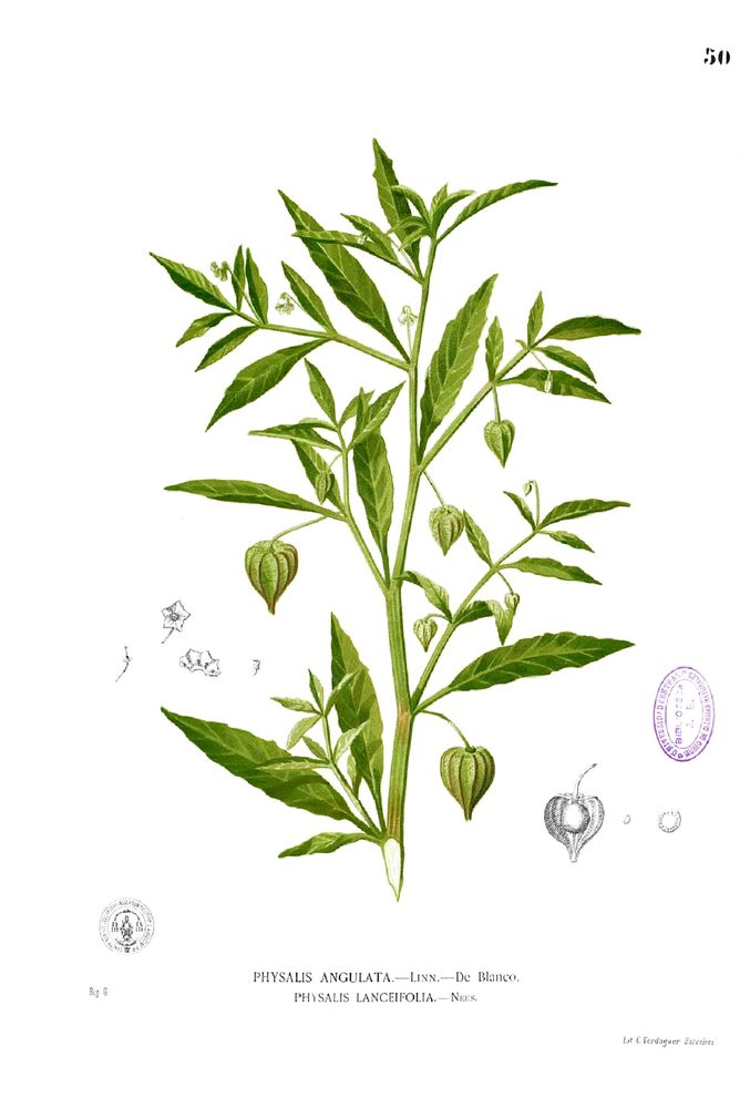 Bolsa Mullaca
