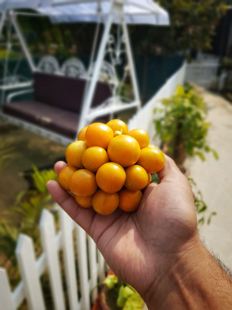 Cape Gooseberry