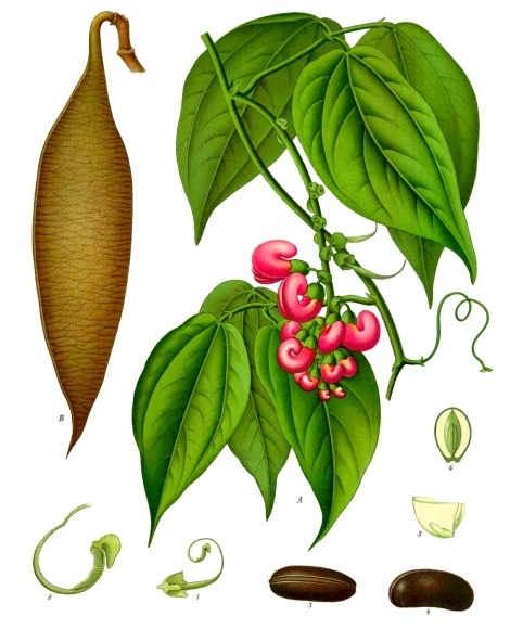 Calabar Bean