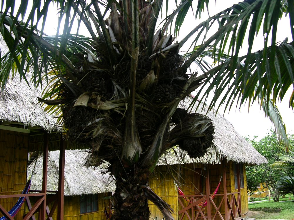EQUATORIAL IVORY PALM