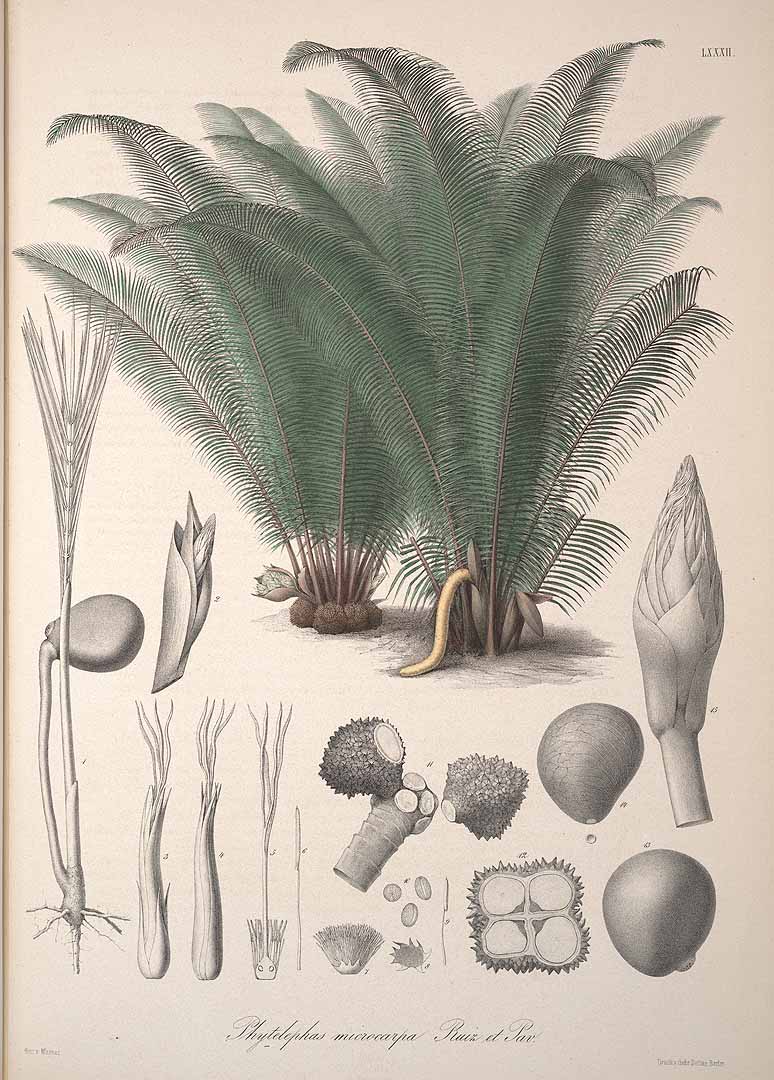 IVORY NUT PALM